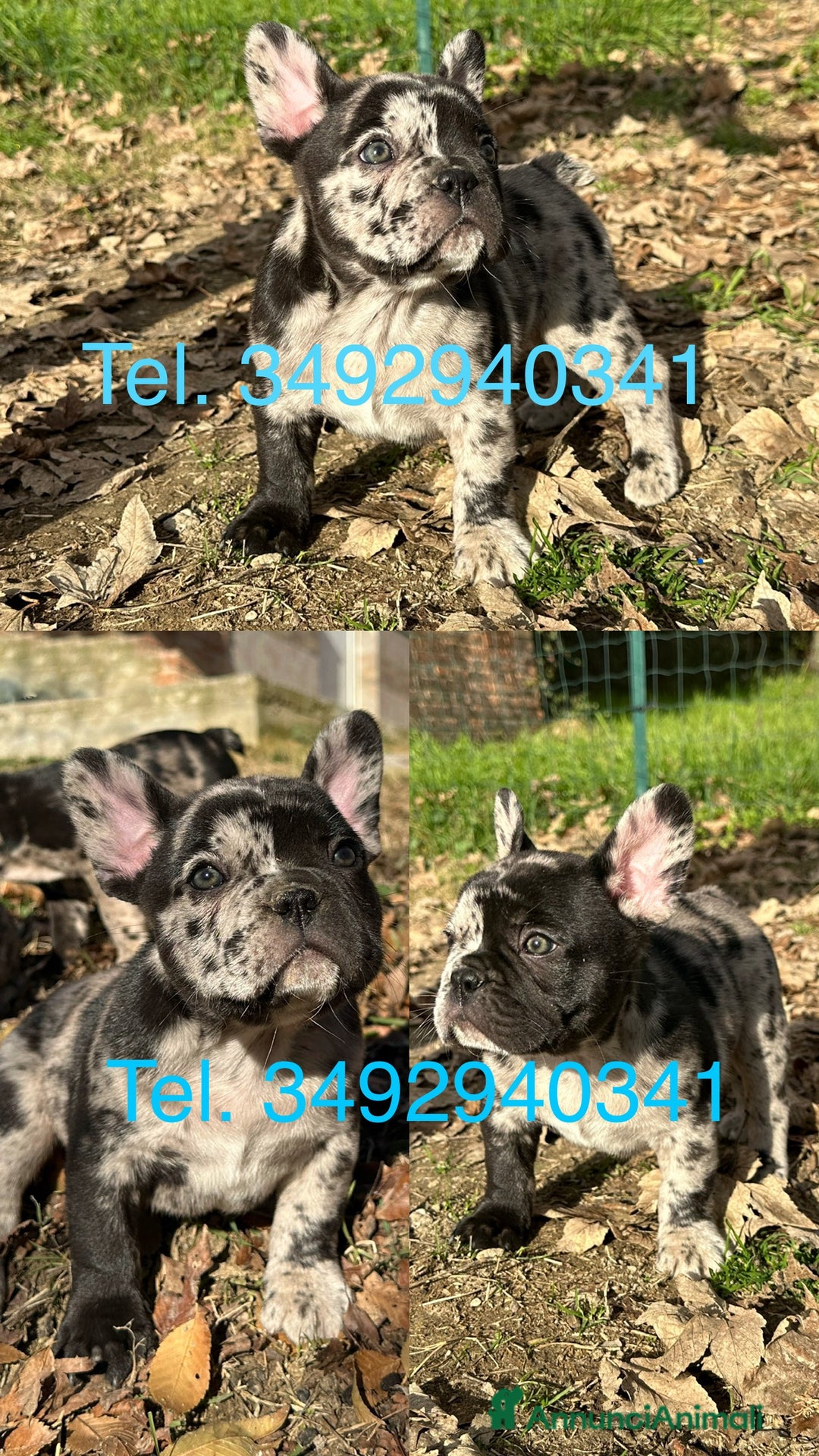 Bulldog Francese cani in vendita: Cuccioli di Bulldog Francese  - Annuncio 2