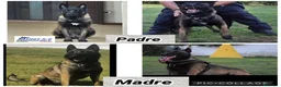 Pastore Belga cani in vendita: SUPER CUCCIOLI PASTORE BELGA MALINOIS  - Annuncio 11