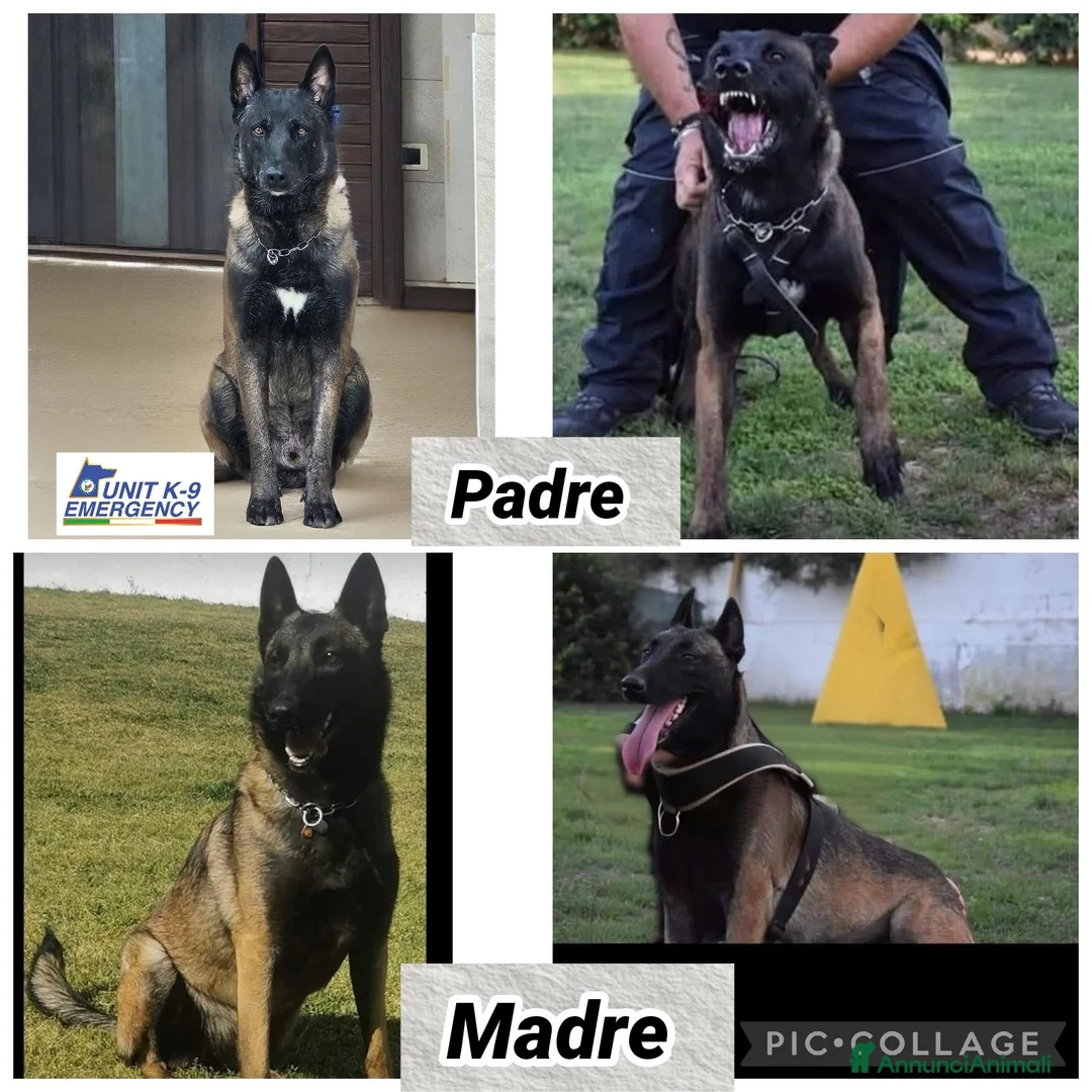 Pastore Belga cani in vendita: SUPER CUCCIOLI PASTORE BELGA MALINOIS  - Annuncio 11