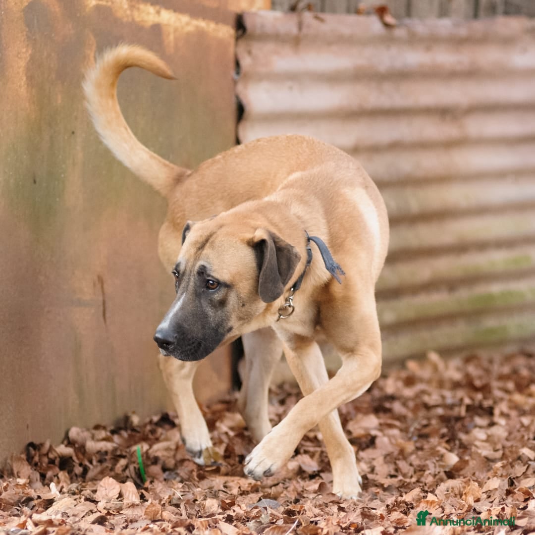 Altre razze cani in regalo: argo  - Annuncio 2