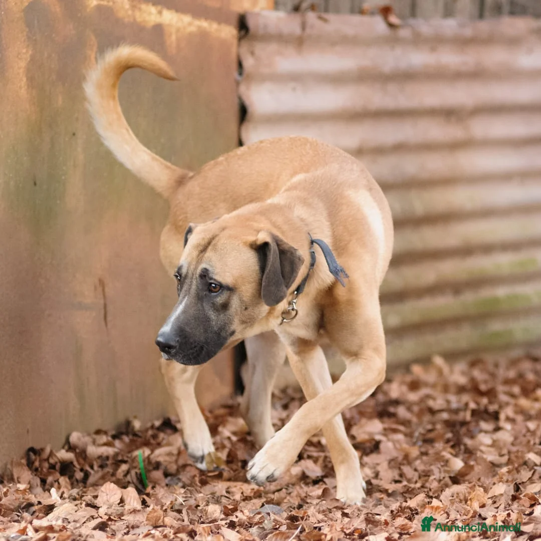 Altre razze cani in regalo: argo  - Annuncio 2