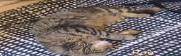 Altre razze gatti in regalo: URGENTISSIMO RON CERCA CASA a Città metropolitana di Milano - Annuncio 4