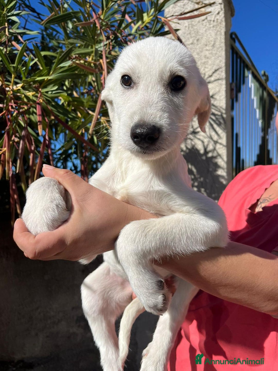 Altre razze cani in regalo: max 3 mesi - Annuncio 5