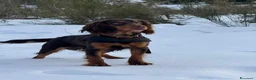 Cocker cani in vendita: Prenotazioni cuccioli di English Cocker Spaniel  a Provincia di Cosenza - Annuncio 7