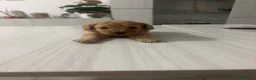 Barboncino cani in vendita: Barboncini.  - Annuncio 3