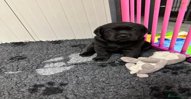 Labrador cani Labrador Retriever  - Annuncio 4