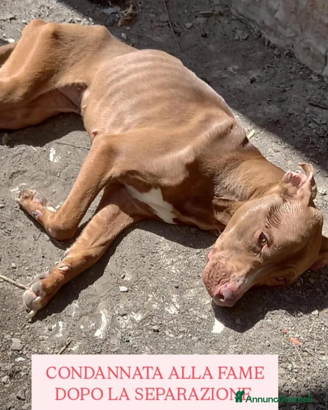 Pitbull cani ADOZ.PAZZESCA!: condanna alla fame x 2 separati!! - Annuncio 3