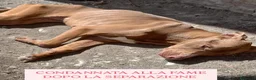 Pitbull cani in regalo: ADOZ.PAZZESCA!: condanna alla fame x 2 separati!! - Annuncio 1