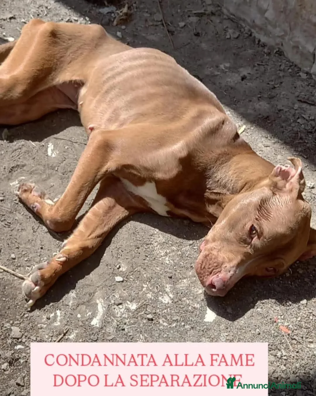 Pitbull cani in regalo: ADOZ.PAZZESCA!: condanna alla fame x 2 separati!! - Annuncio 1