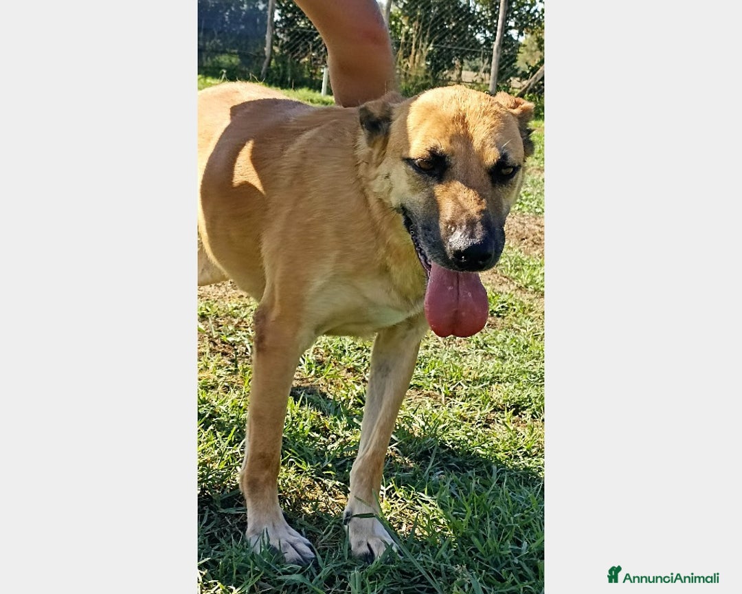 Meticcio cani in regalo: Amos bellissimo meticcio aspetta  una famiglia a Latina - Annuncio 3