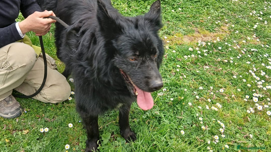 Meticcio cani in regalo: NERONE TRADITO DA CHI PIU' AMAVA, IN ADOZIONE - Annuncio 3