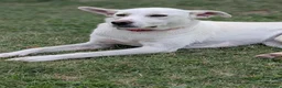 Meticcio cani in regalo: Lulù e Luna cucciole in cerca di adozione a Parma - Annuncio 5