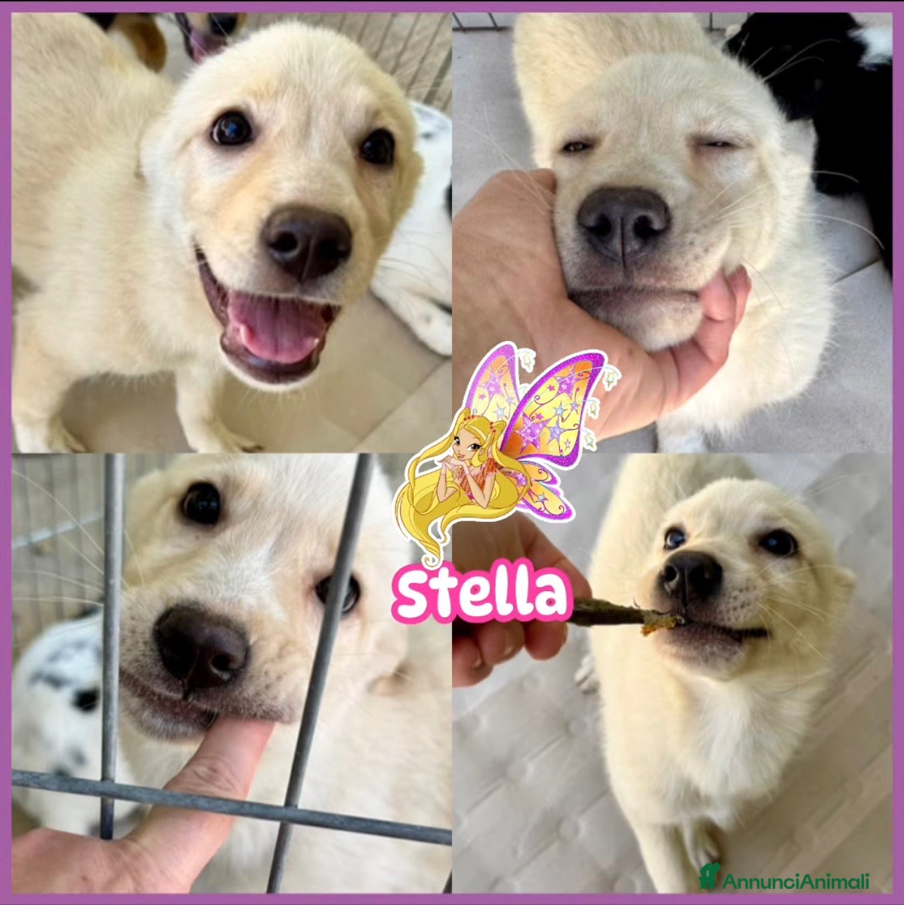 Meticcio cani STELLA 3 mesi coccolona taglia media - Annuncio 1