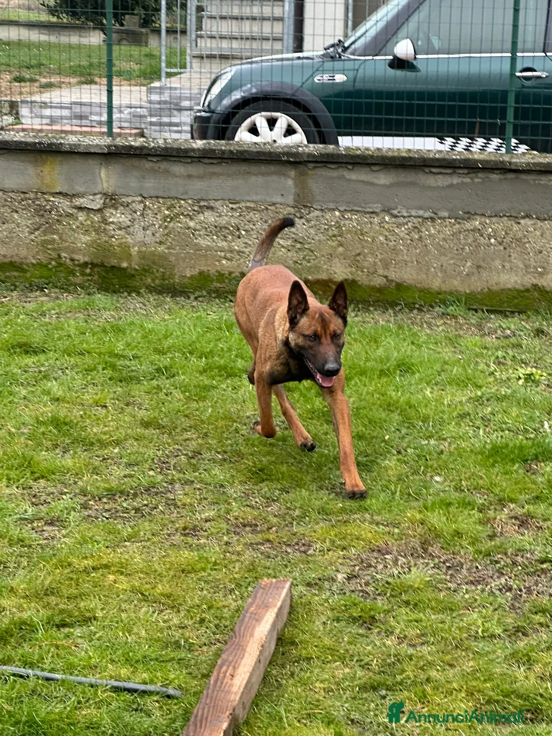 Pastore Belga cani in vendita: Pastore Belga malinois 1 anno  - Annuncio 4