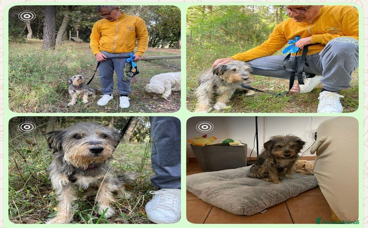 Meticcio cani - Annuncio 20