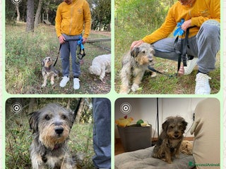 Meticcio cani Alice simil Yorkshire 10ANNI DI INDIFFERENZA!PUGL - Annuncio 3