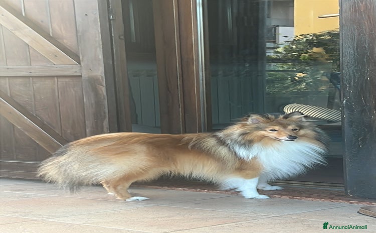 Shetland Sheepdog cani - Annuncio 1