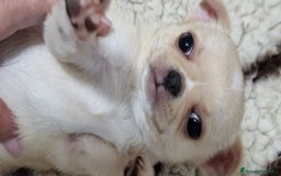 Chihuahua cani in vendita: Chihuahua maschietto - Immagine 4