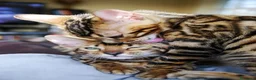 Bengala gatti in vendita: Cuccioli di Bengal o Bengala con Pedigree  - Annuncio 3