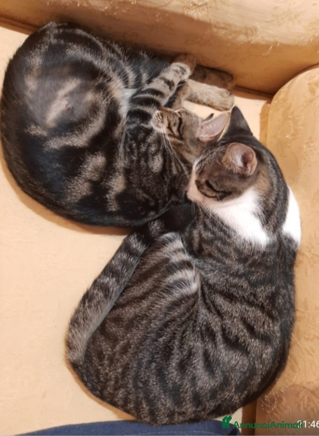 Europeo gatti in regalo: 2mici tigrati 1anno inseparabili! ROMA SOS CASA - Annuncio 4