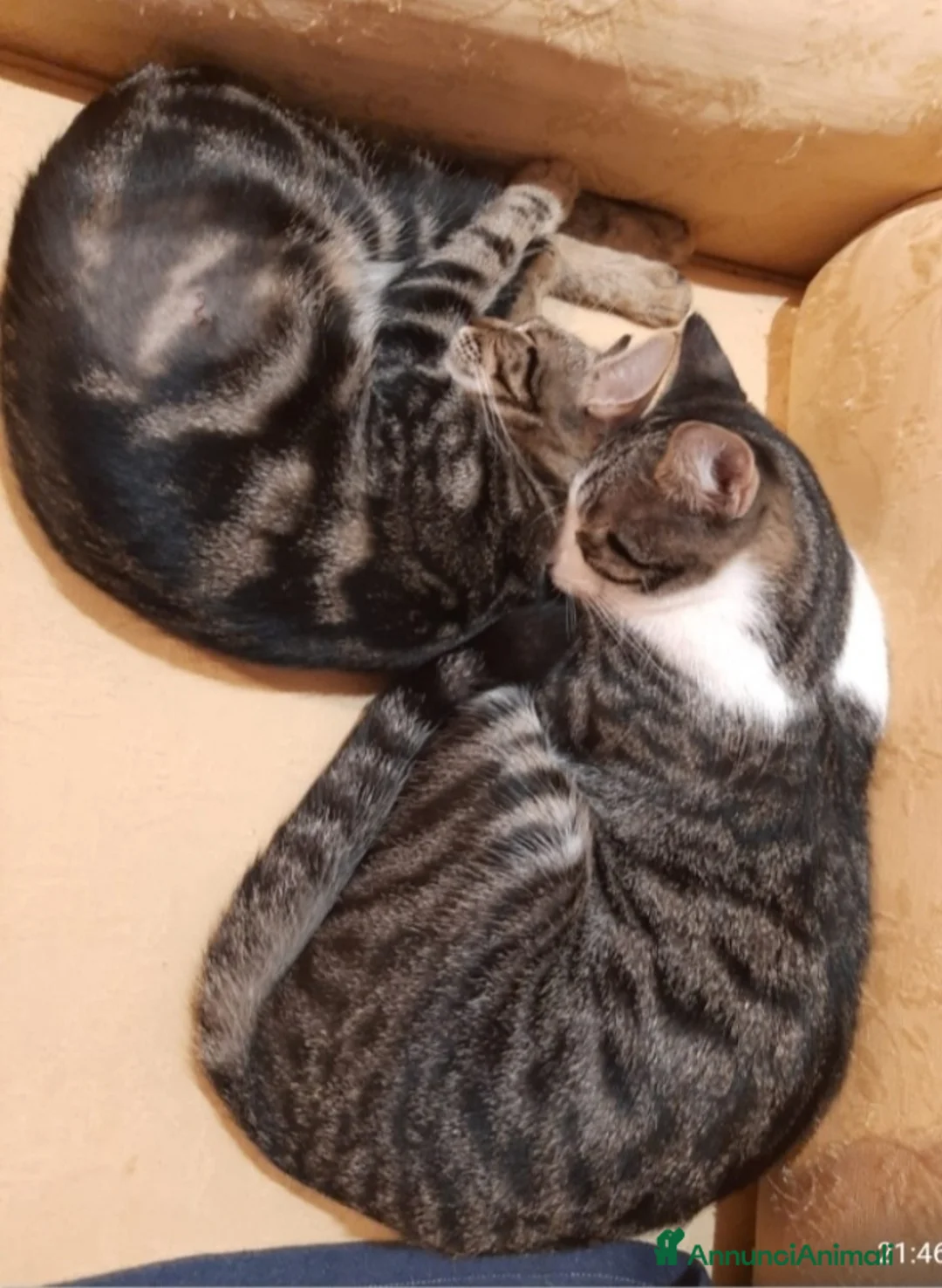 Europeo gatti in regalo: 2mici tigrati 1anno inseparabili! ROMA SOS CASA - Annuncio 4