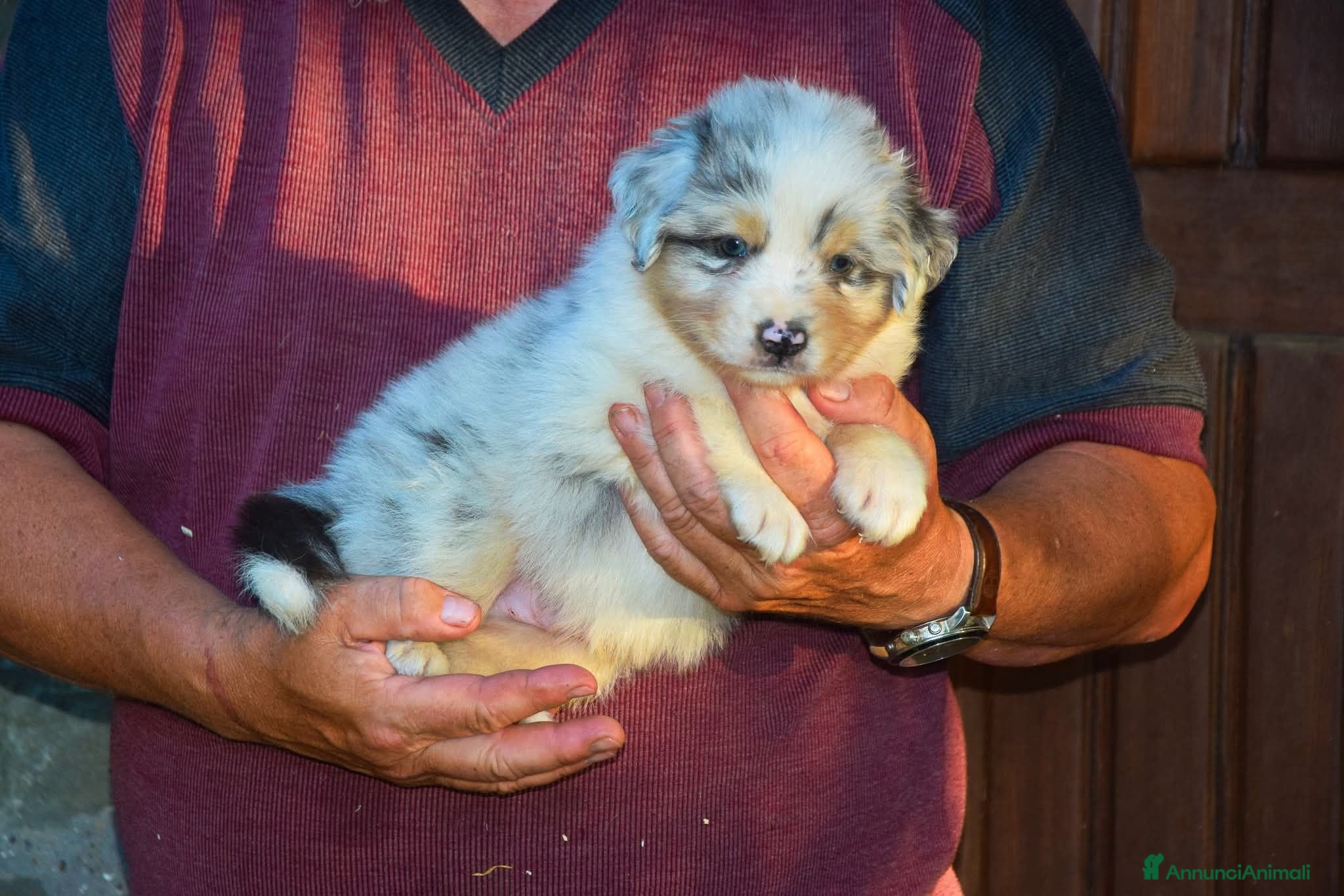 Australian Shepherd cani Cuccioli di pastore australiano  - Annuncio 7