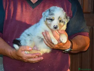 Australian Shepherd cani Cuccioli di pastore australiano - Annuncio 7