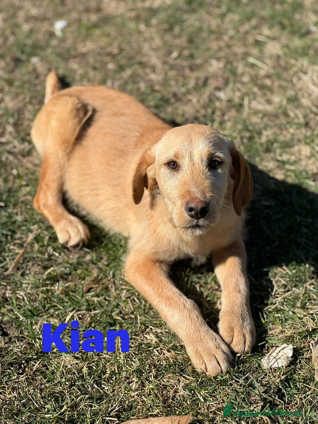 Labrador cani in regalo: 3 CUCCIOLI MIX LABRADOR affettuosissimi!! - Annuncio 2