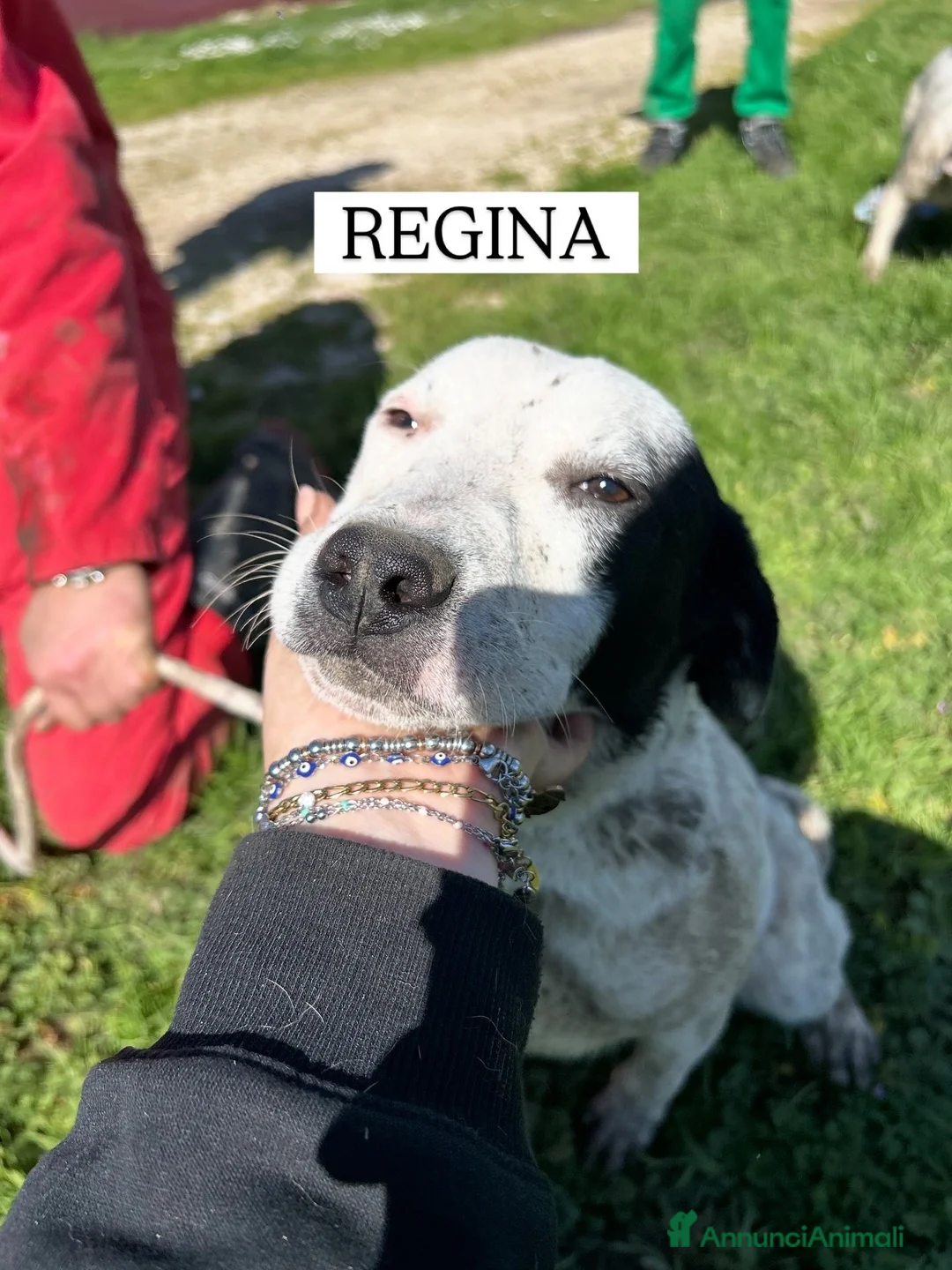 Meticcio cani in regalo: Regina, la 2^ di 3 cucciole bellissime e monelle - Annuncio 2