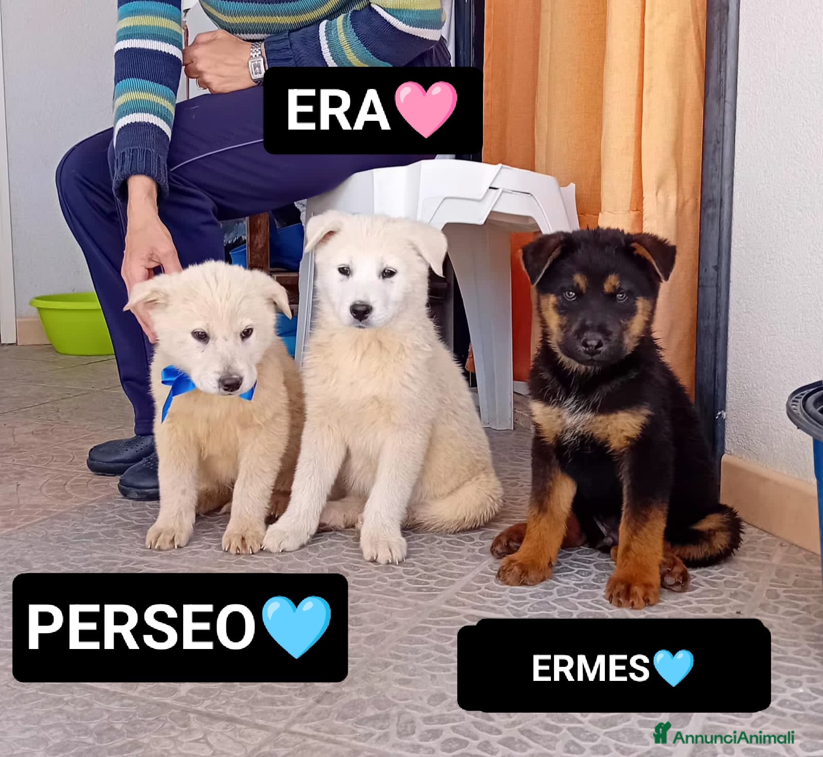 Meticcio cani PERSEO, ERMES ED ERA - Annuncio 33
