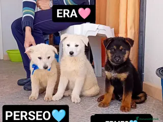 Meticcio cani PERSEO, ERMES ED ERA - Annuncio 33