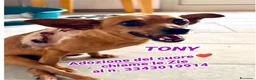 Pinscher Miniatura cani in regalo: TONY 💙 una seconda occasione per vivere  - Annuncio 2