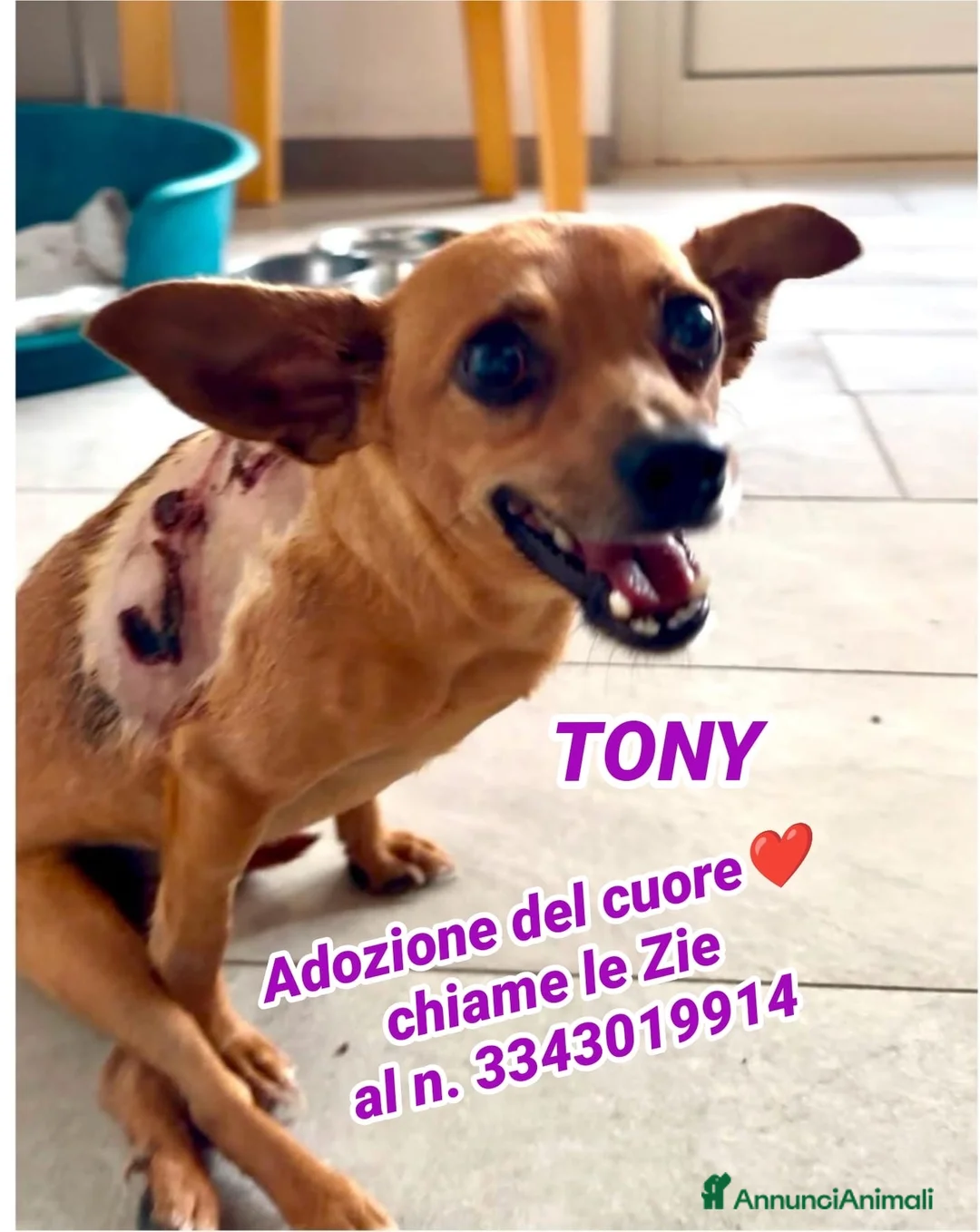 Pinscher Miniatura cani in regalo: TONY 💙 una seconda occasione per vivere  - Annuncio 2