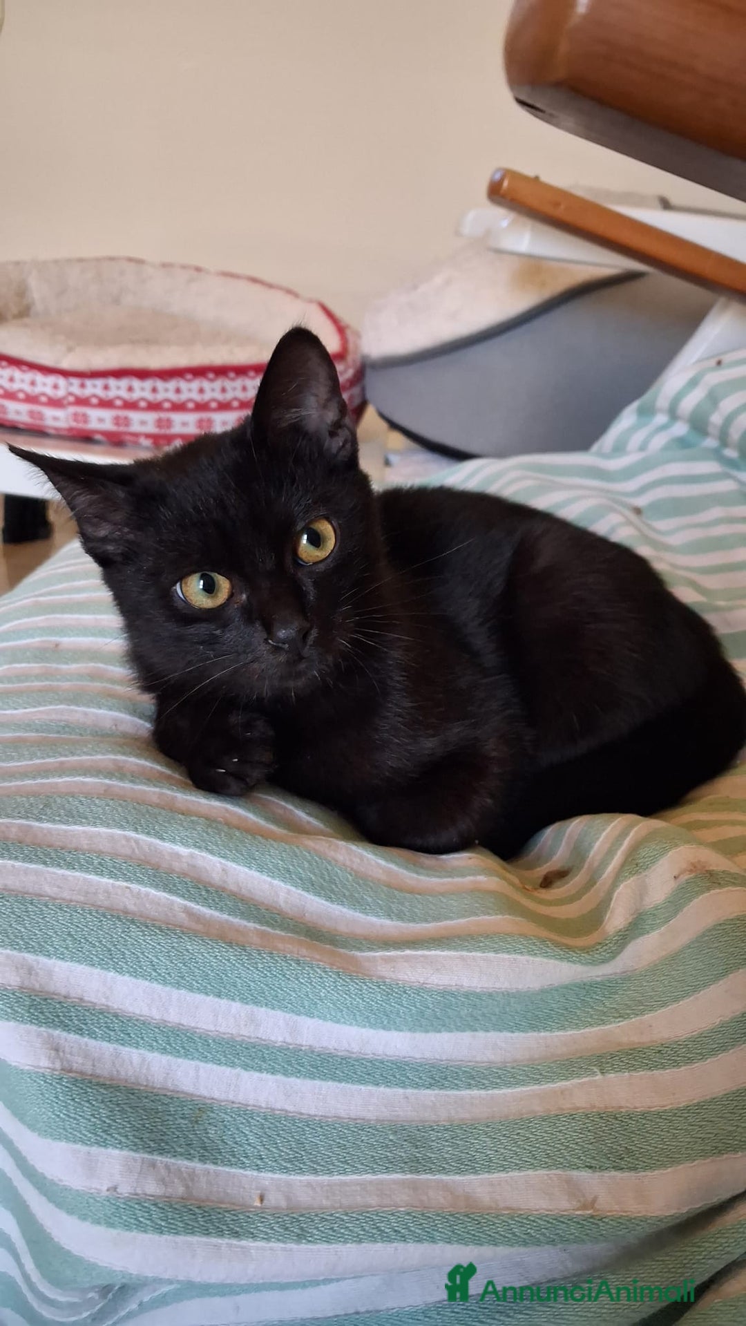 Meticcio gatti in regalo: GATTA E GATTINO SPECIALI - Annuncio 9