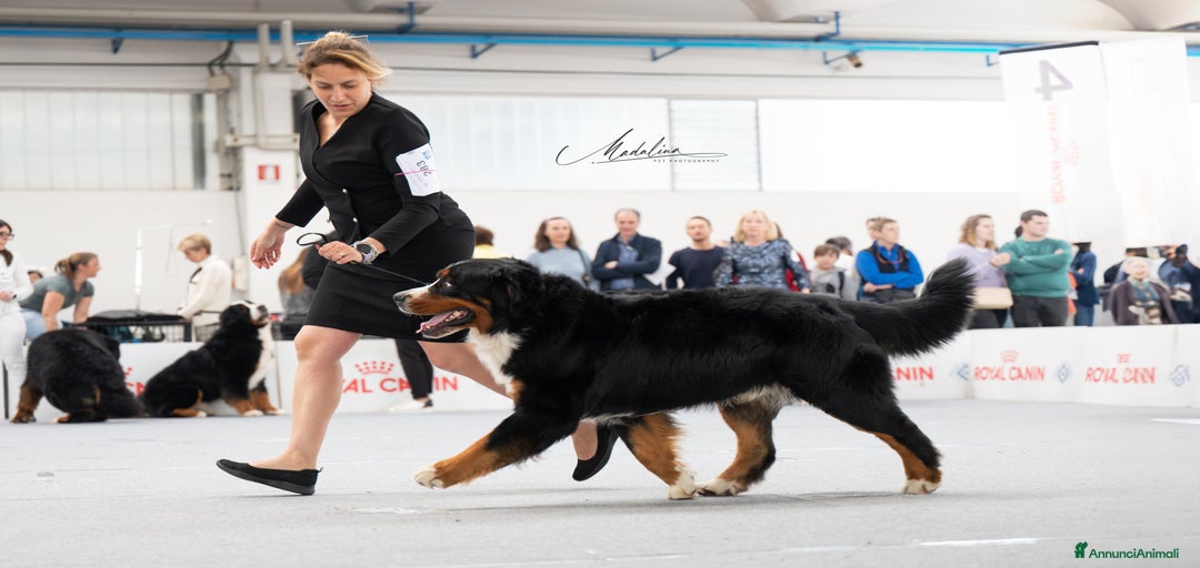 Immagine della galleria {{count}}