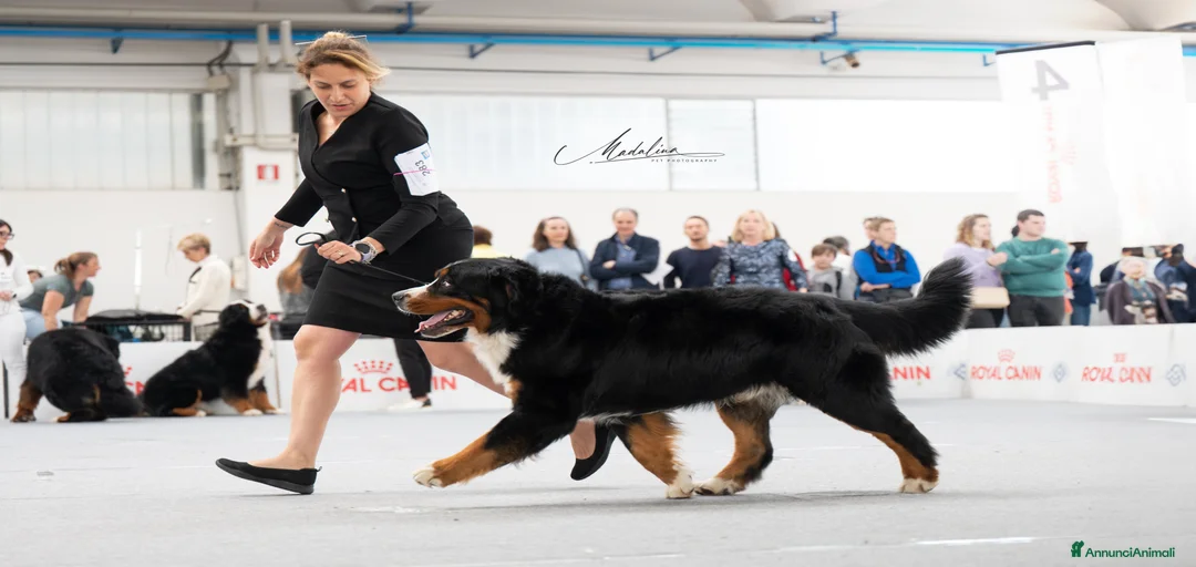 Immagine della galleria {{count}}