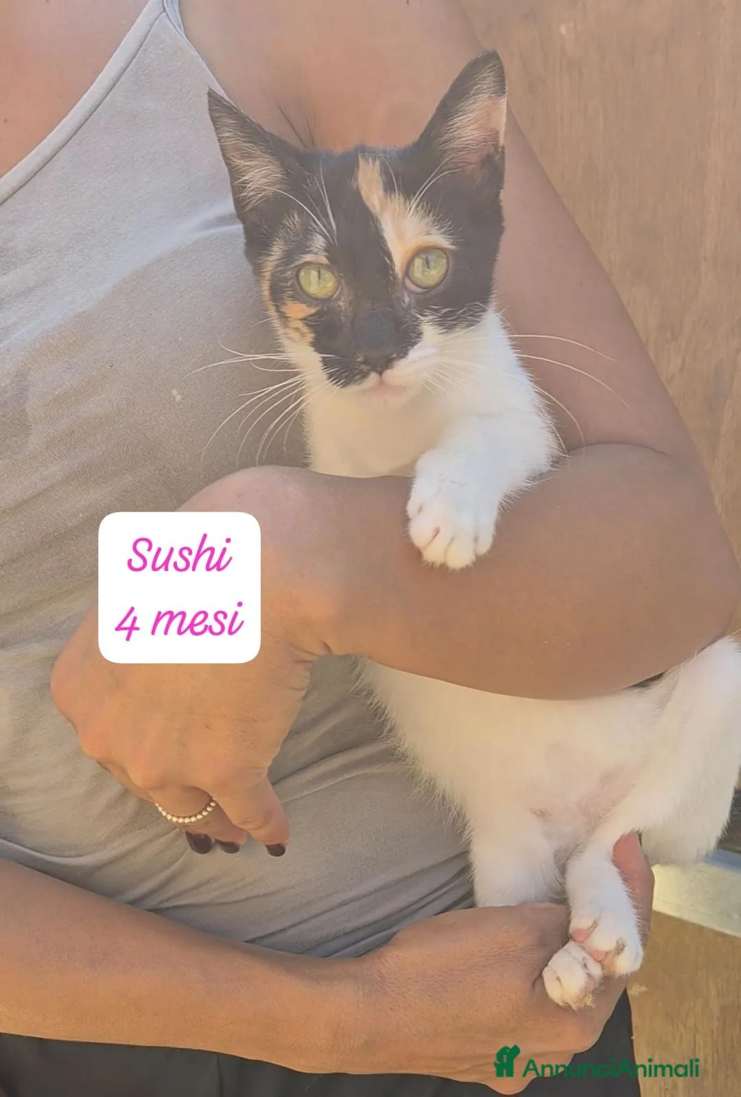 Meticcio gatti in regalo: Gattini desiderosi di trovare famiglie a Provincia di Prato - Annuncio 2
