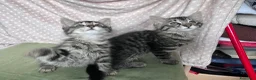 Europeo gatti in regalo: Gattini  - Annuncio 9