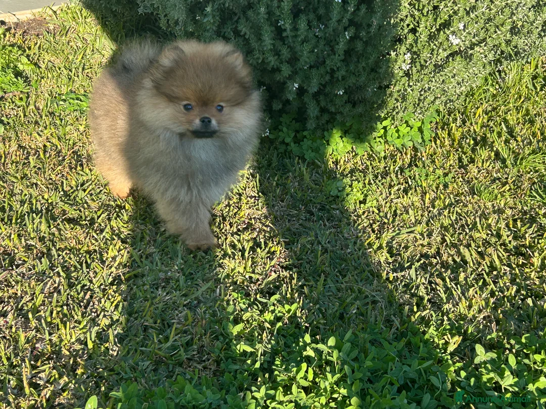 Spitz cani in vendita: Spitz tedesco nano ( Volpino di Pomerania)  - Annuncio 5