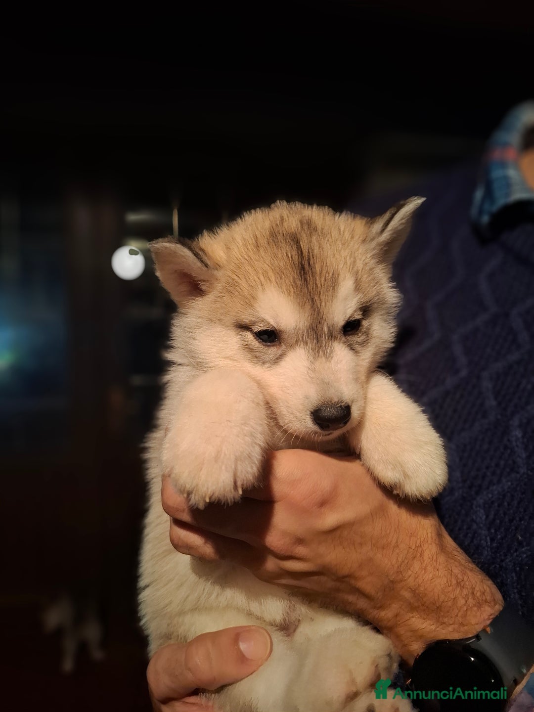 Husky cani in vendita: Cucciola Siberian Husky con pedigree - Annuncio 4