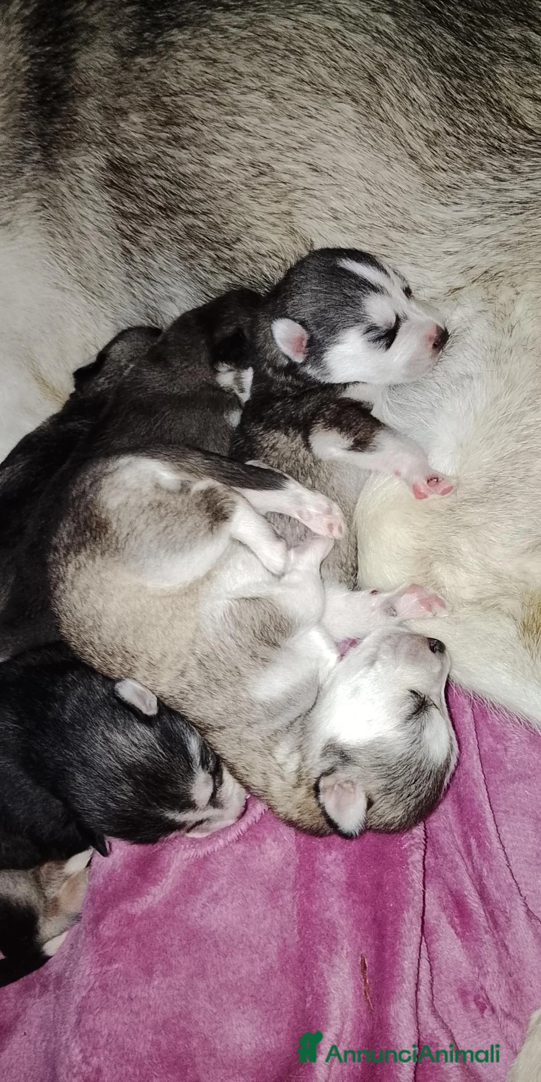 Husky cani in vendita: Siberian Husky  - Annuncio 2