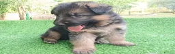 Pastore Tedesco cani in vendita: Cucciolata di Pastori Tedeschi - Annuncio 4