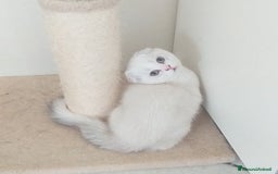 Scottish gatti in vendita: Cucciola Fold  a Bagnacavallo - Immagine 10