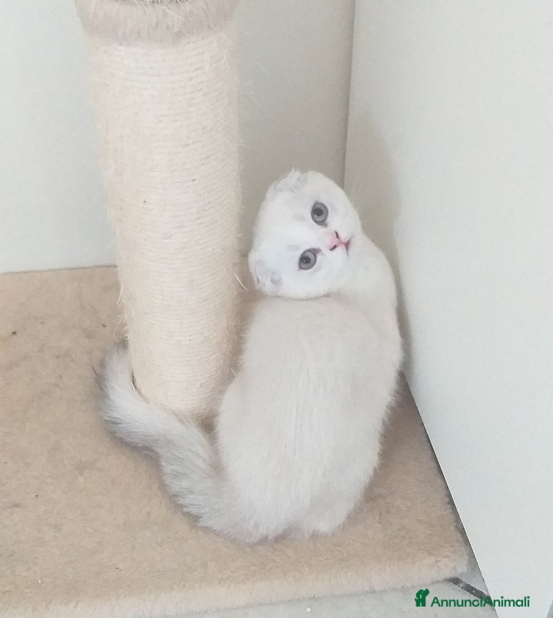 Scottish gatti in vendita: Cucciola Fold  a Bagnacavallo - Immagine 10