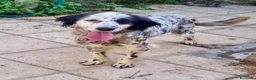 Meticcio cani in regalo: Zayra - Annuncio 8