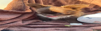Chihuahua 1