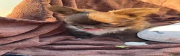 Chihuahua cani in vendita: Cuccioli chihuahua con pedigree Enci - Annuncio 3