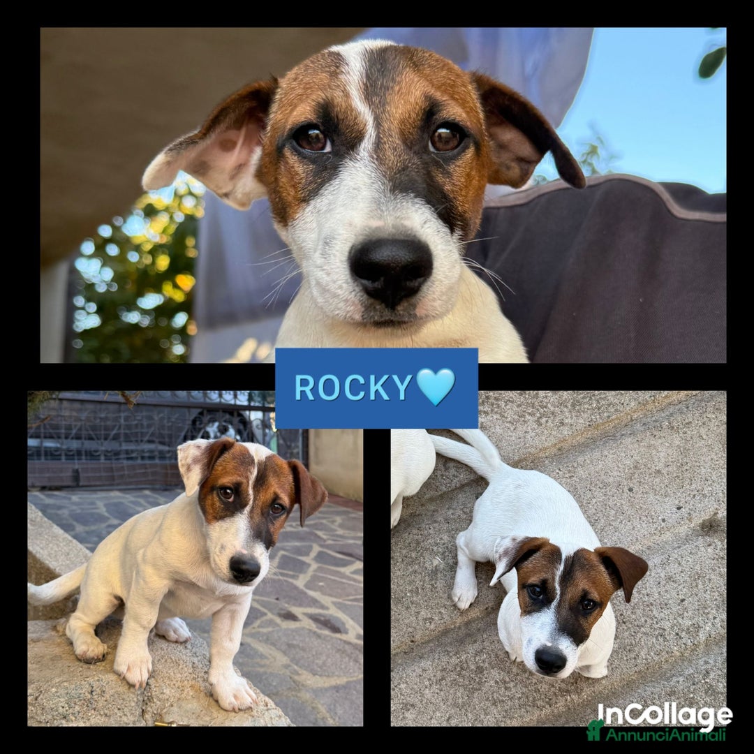 Jack Russell cani in vendita: Vendo cuccioli jack Russell con pedigree  - Annuncio 2