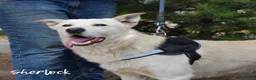 Meticcio cani in regalo: SHERLOCK & WATSON 💙 NON DIVIDERE IL LORO SORRISO a Città Metropolitana di Bologna - Annuncio 4