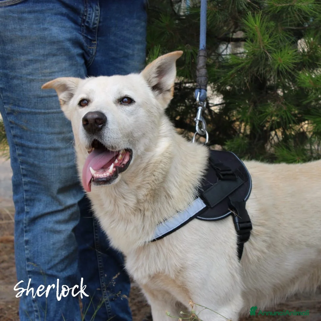 Meticcio cani in regalo: SHERLOCK & WATSON 💙 NON DIVIDERE IL LORO SORRISO a Città Metropolitana di Bologna - Annuncio 4